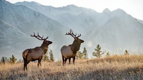 Two bull elks with mountains in background in Banff, Alberta, Canada