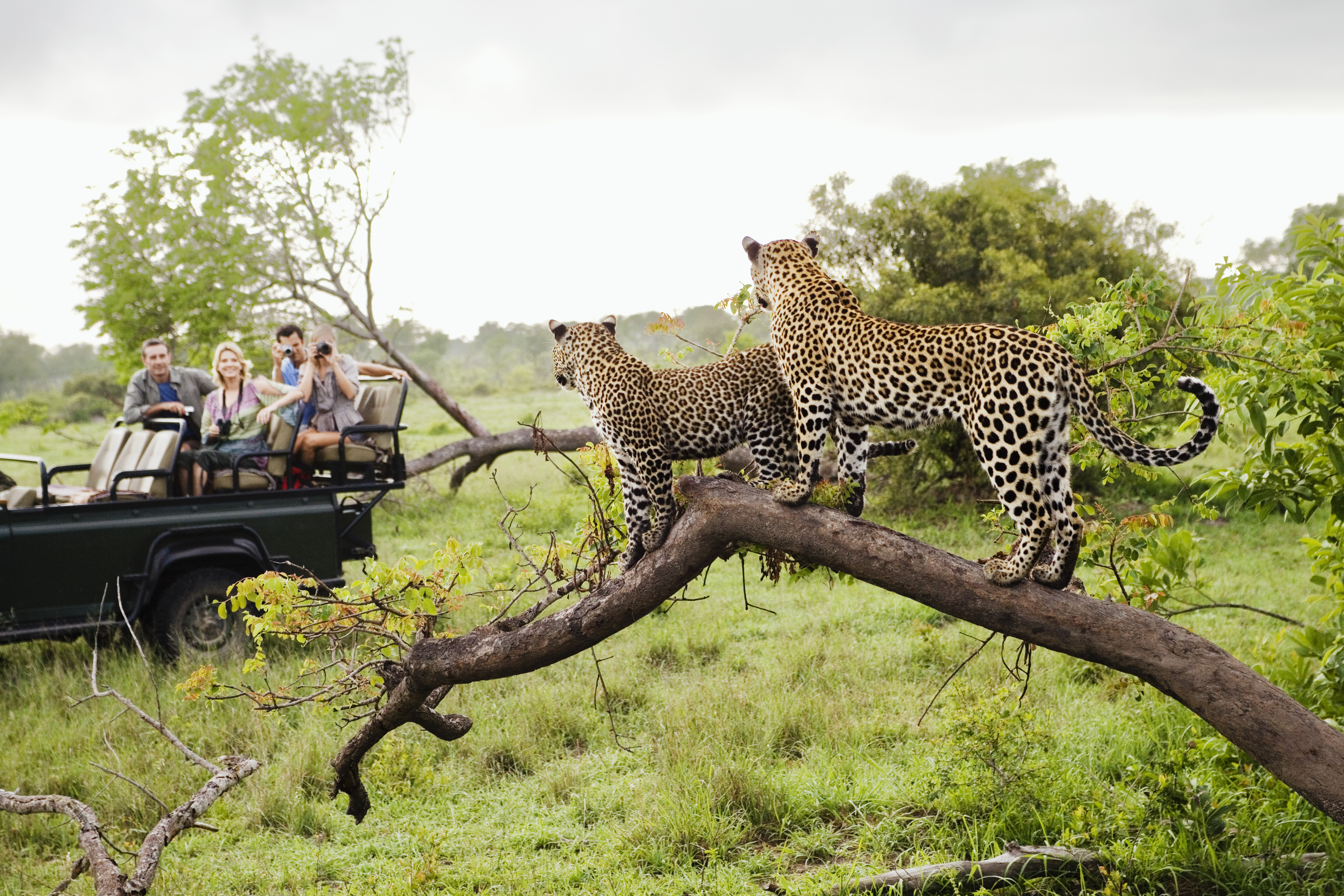Two Leopards On Tree Watching Tourists In Jeep, Back View 104329693