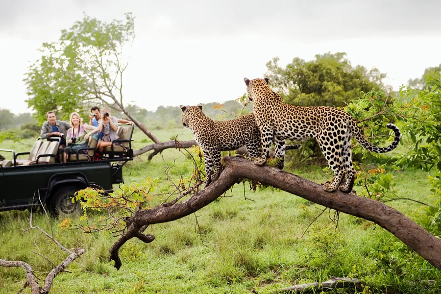 Two Leopards On Tree Watching Tourists In Jeep, Back View 104329693