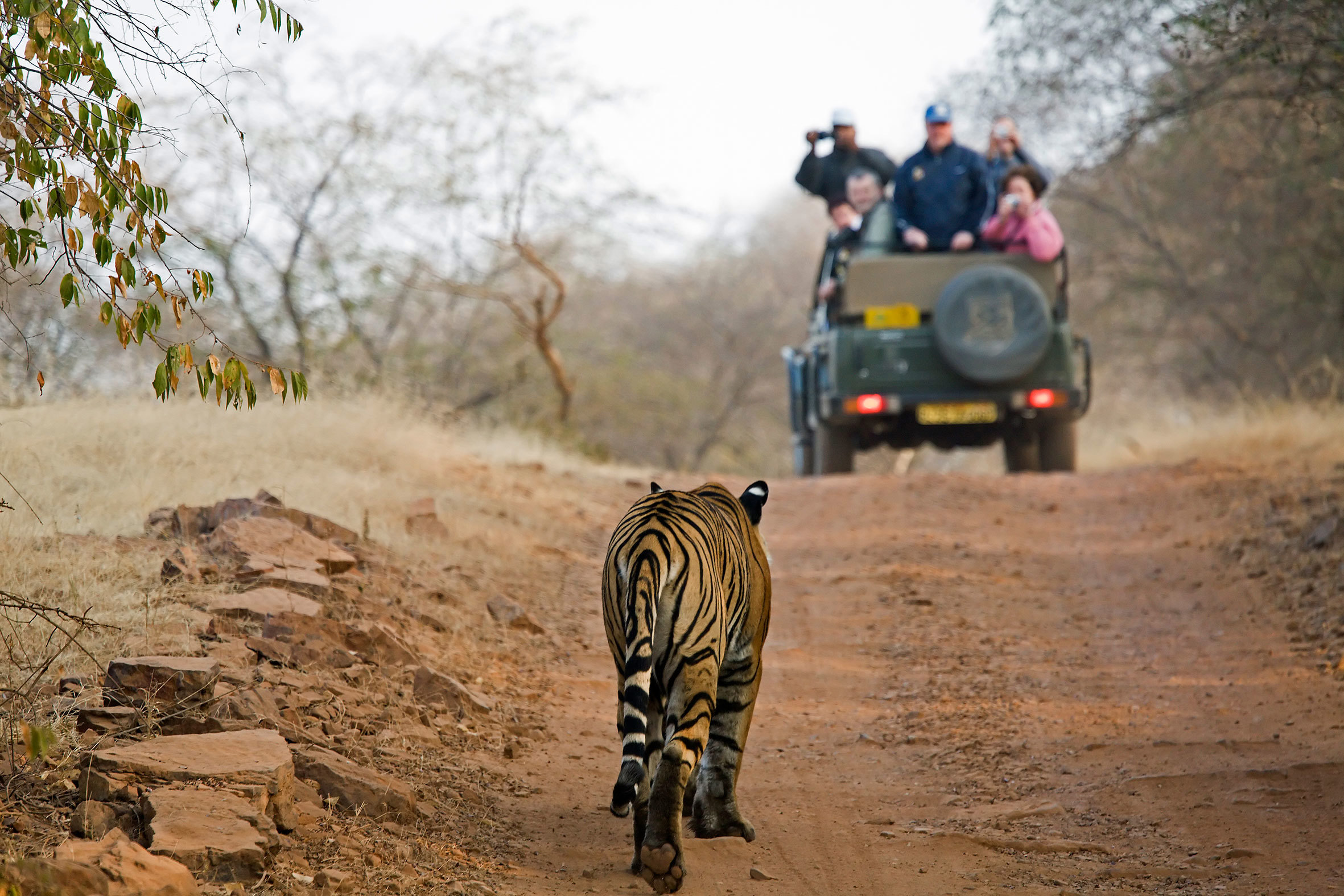 tiger-walking-rajasthan-india-gettyimages-85867466.jpg