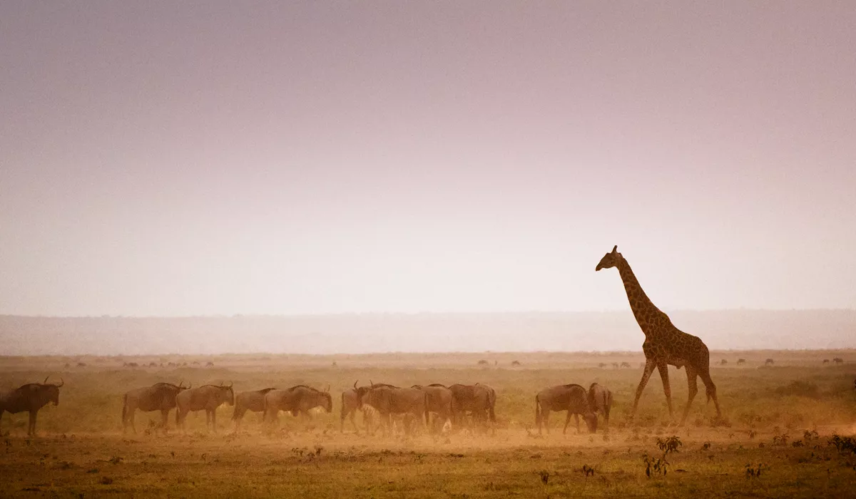 Giraffe in a Savanna, Kenya