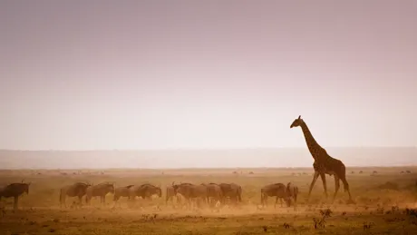Giraffe in a Savanna, Kenya