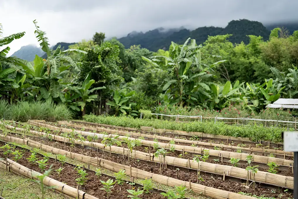 thai-herb-garden-chiang-mai-gettyimages-2222921615.webp