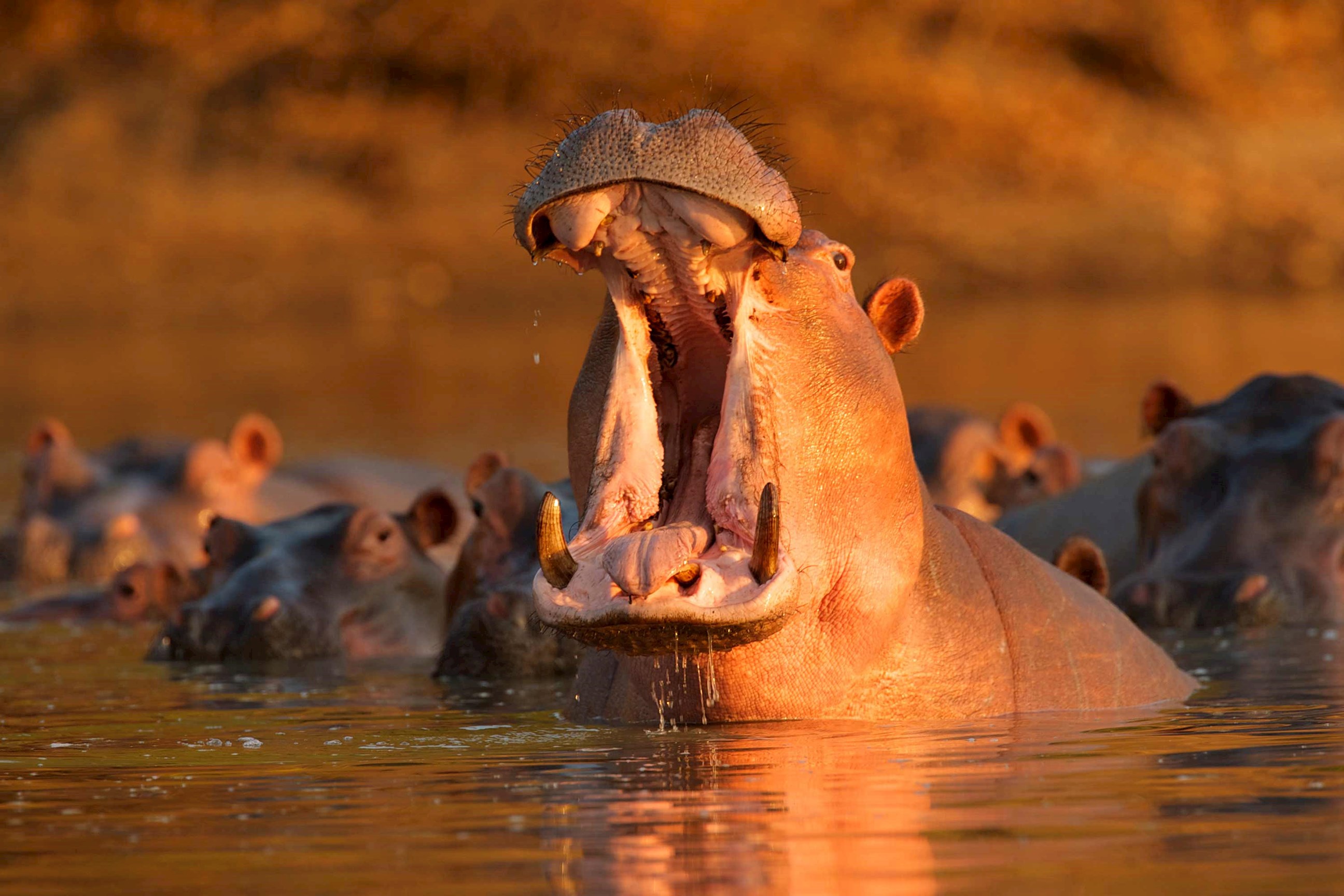 Group of hippos in water under sunset light, South Africa