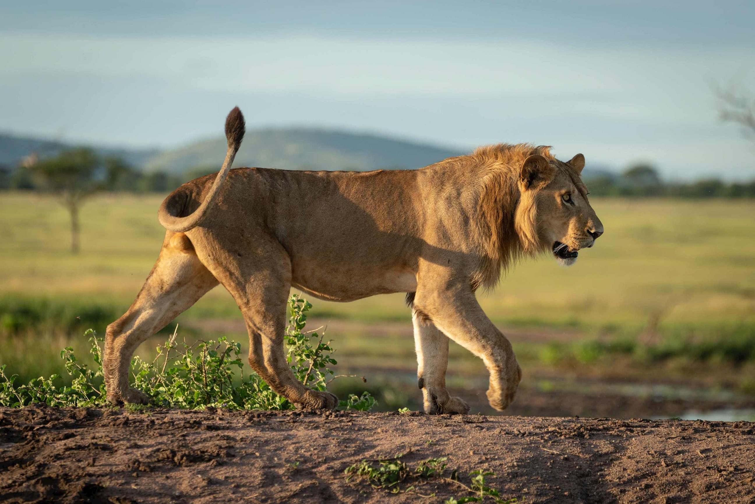 lion-serengeti-national-park-tanzania.jpg