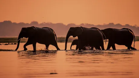 Elephants walking through the Chobe river at sunset, Botswana
