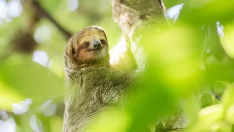 A brown and white sloth hanging from a tree