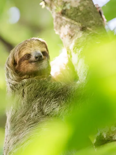 A brown and white sloth hanging from a tree