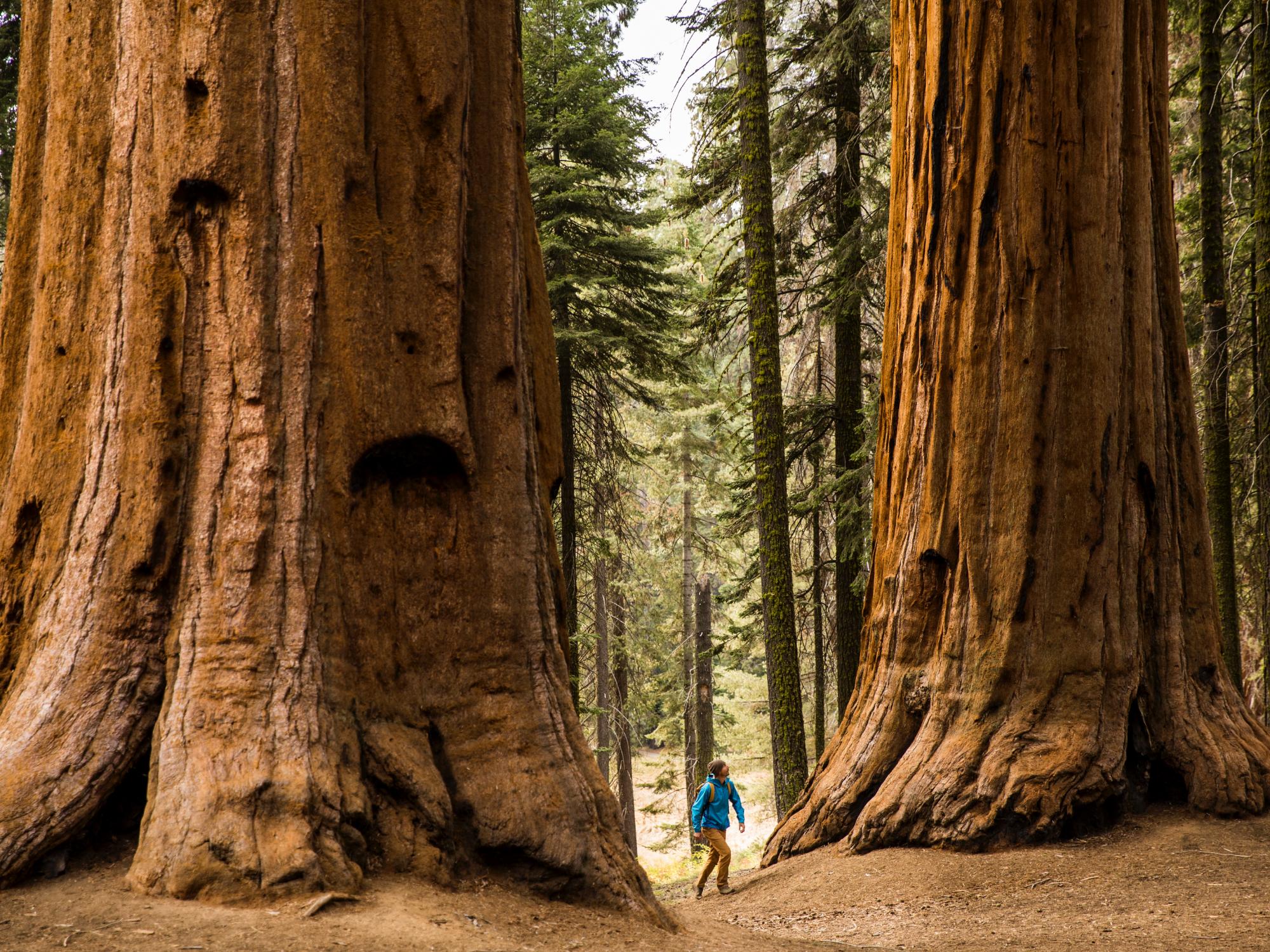 Gigantic trunks of old trees in Sequoia National Forest in USA