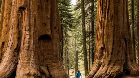 Gigantic trunks of old trees in Sequoia National Forest in USA