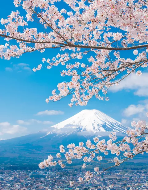 View Of Mount Fuji With Cherry Blossoms in the foreground during Japan's Sakura season