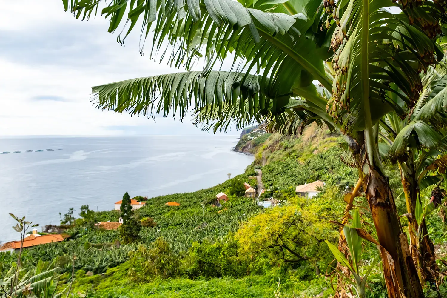 Traditional Madeiran houses and banana plantation in Funchal Portugal