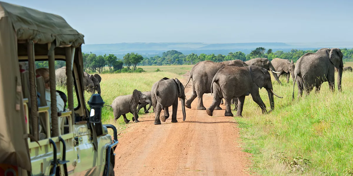 Elephants crossing road in Kenya