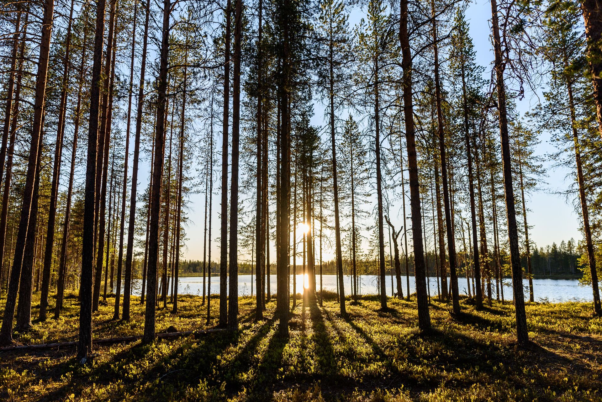 Large Trees In Forest Against Sky 1160723257