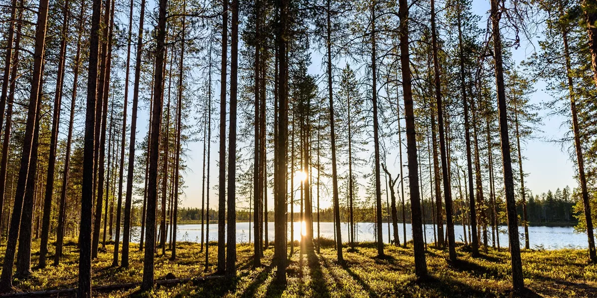 Large Trees In Forest Against Sky 1160723257