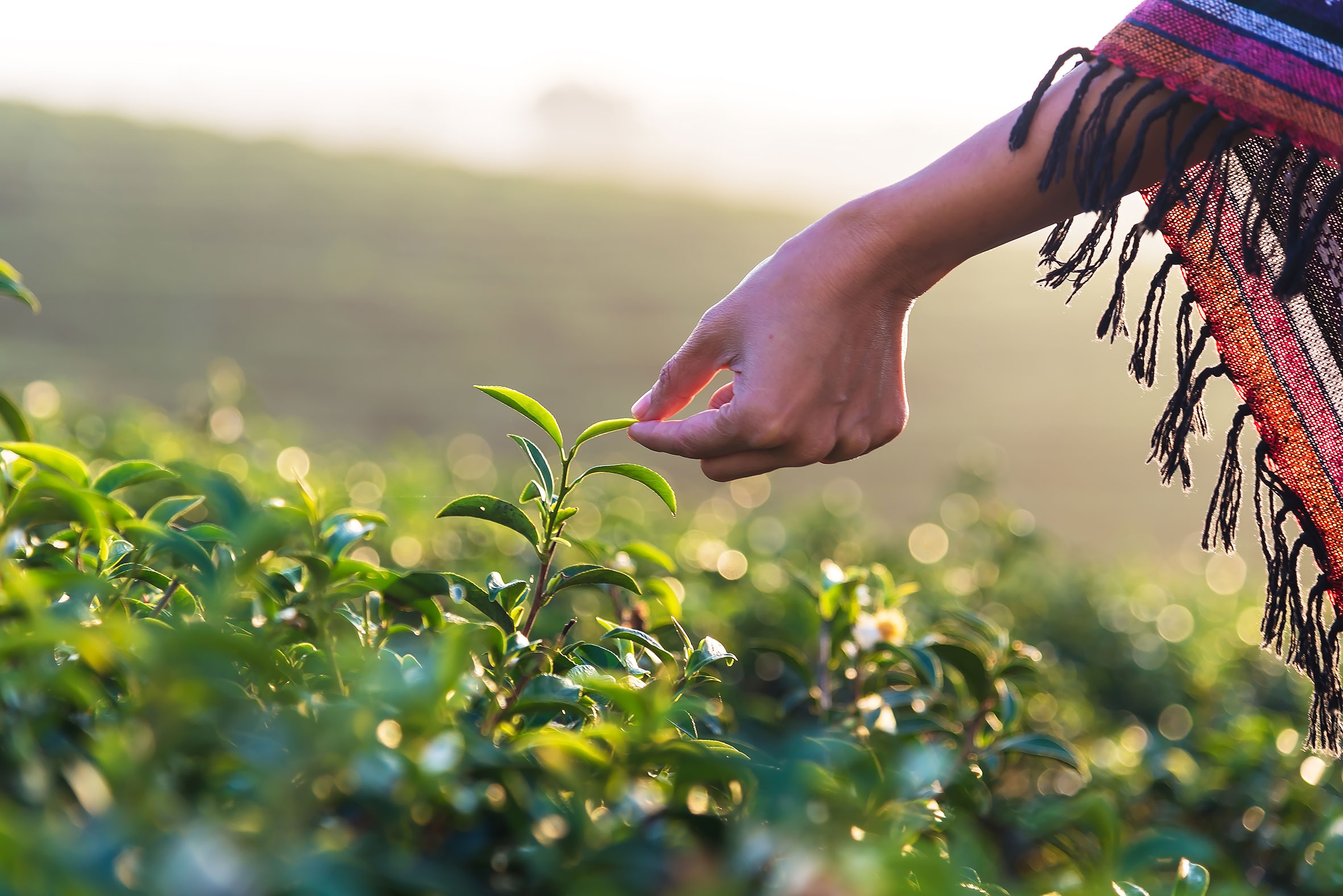 tea-plantation-visit-nuwara-eliya-sri-lanka.jpg