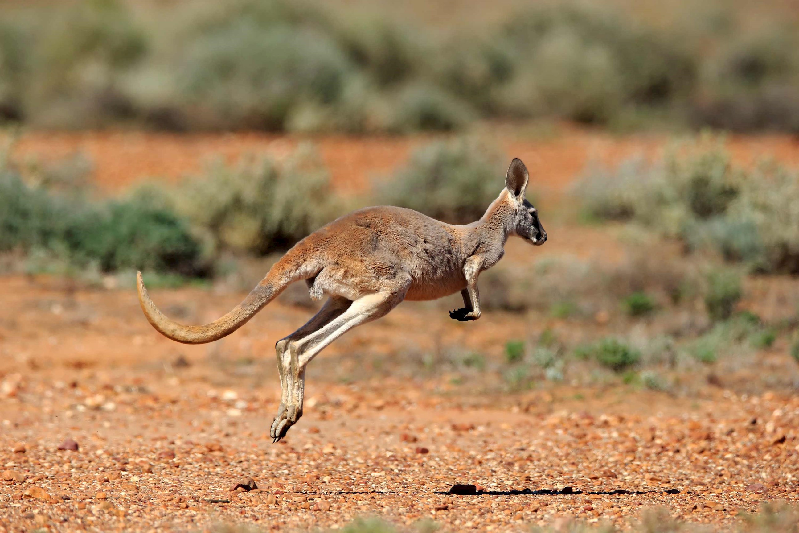 kangaroo-naracoorte-australia.jpg