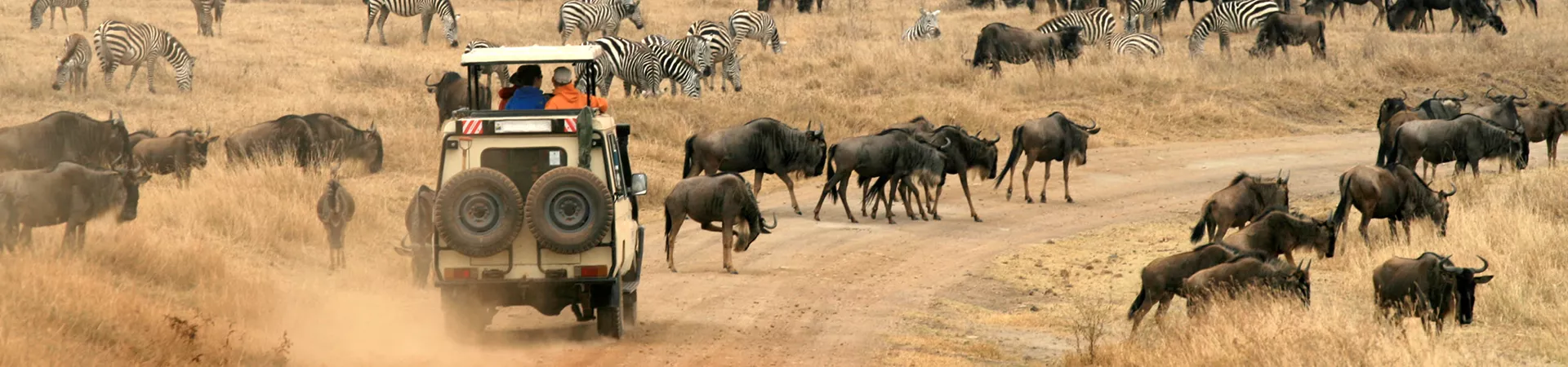 Safari in Ngorongo, Tanzania