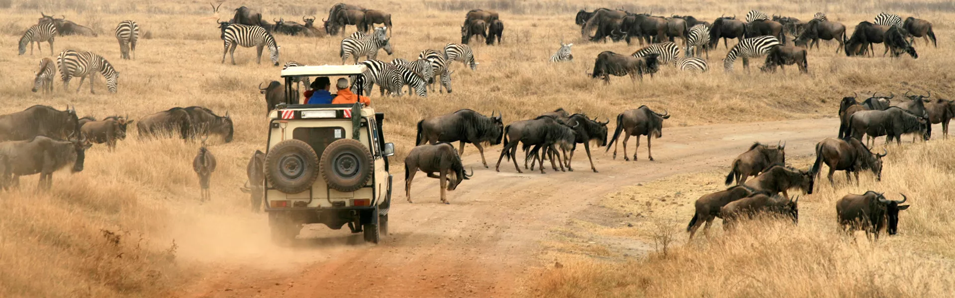 Safari in Ngorongo, Tanzania