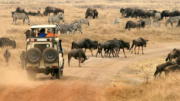 Safari in Ngorongo, Tanzania