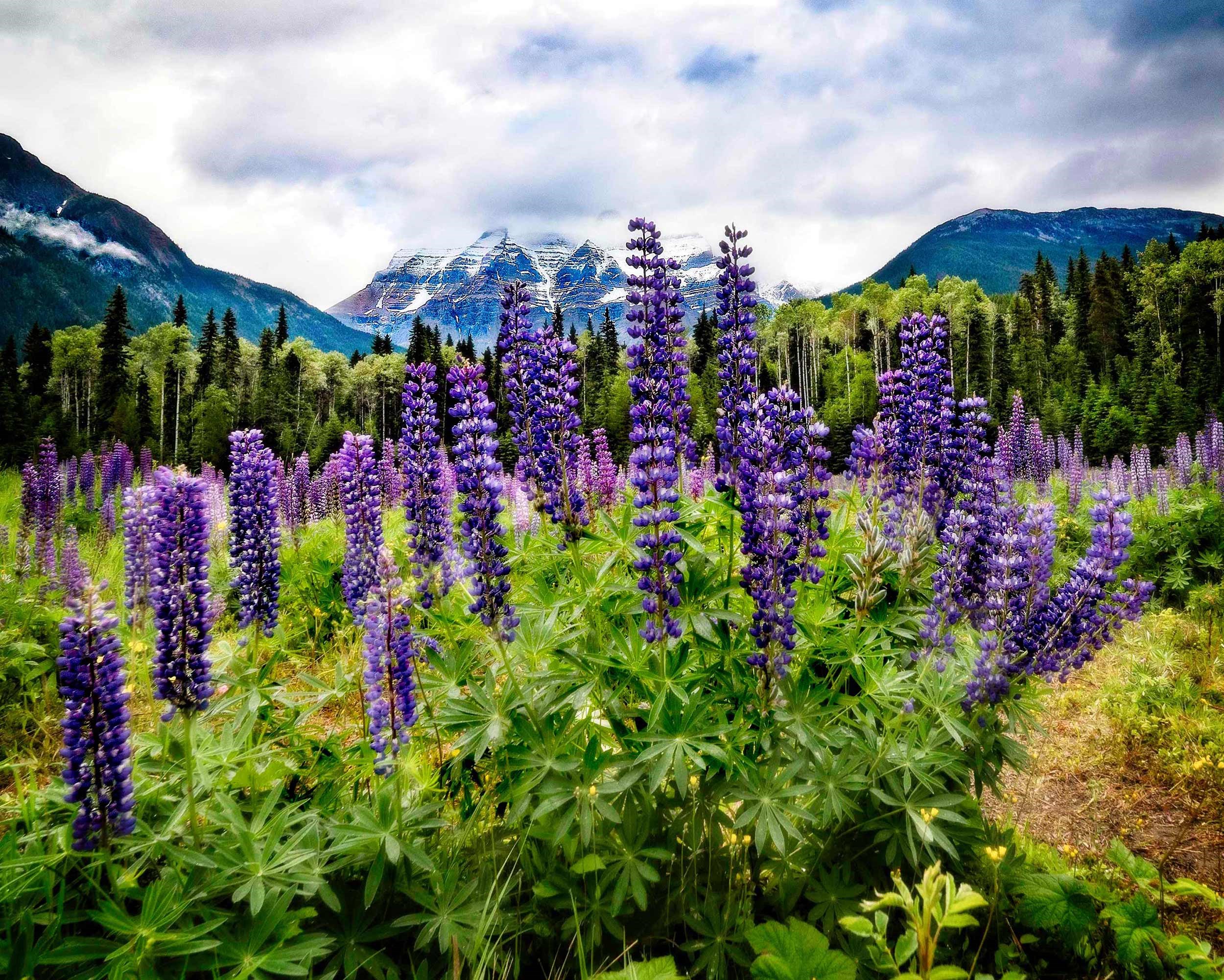 lupins-flower-mountain-mount-robson-canada.jpg