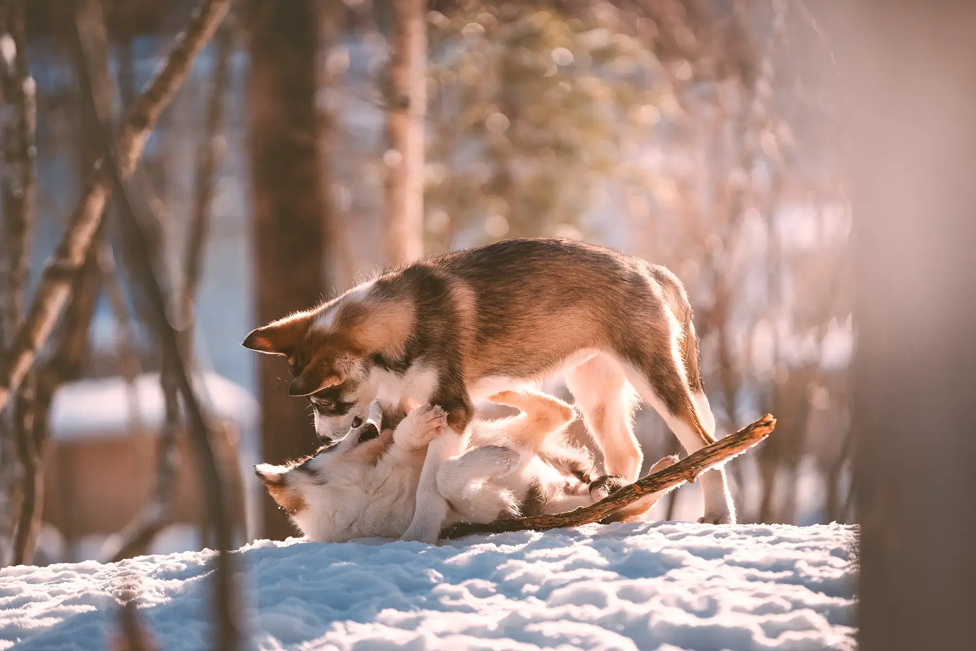 day-hero-husky-farm-alta-norway-rtd.webp