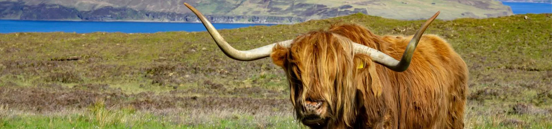 A highland cattle standing in the pasture