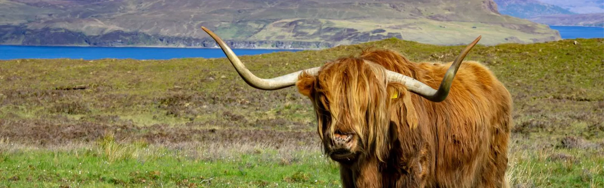 A highland cattle standing in the pasture