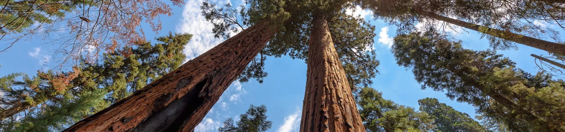 Sequoia tree