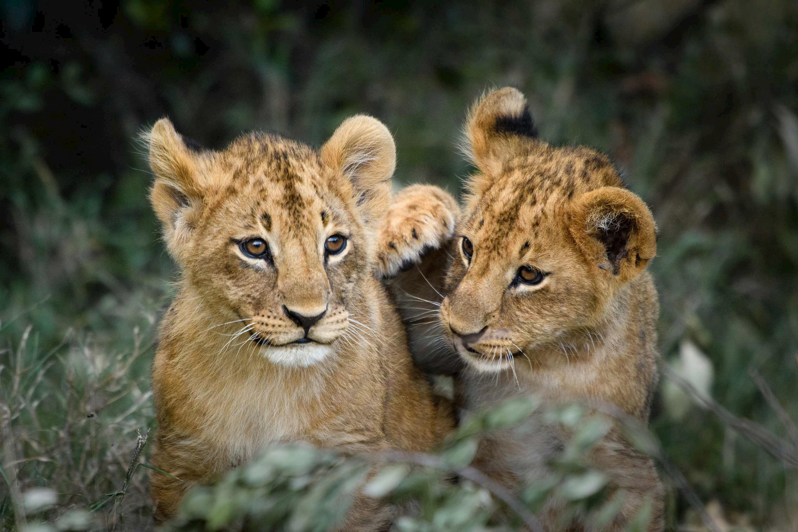 Two young lions relaxing on grassy field, Ol Pejeta Conservancy, Nanyuki, Kenya 