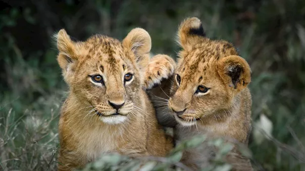 Two young lions relaxing on grassy field, Ol Pejeta Conservancy, Nanyuki, Kenya