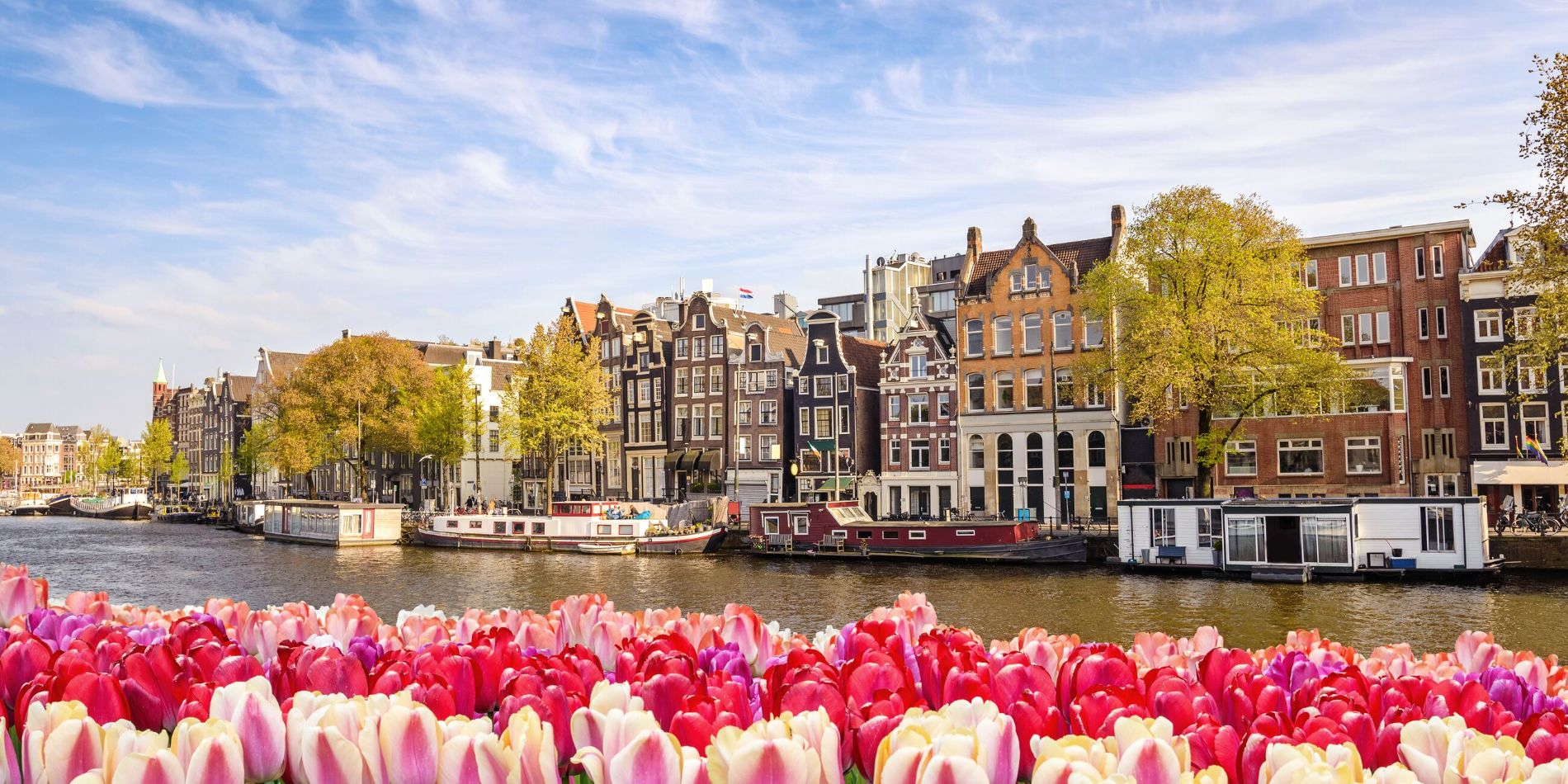 Amsterdam city skyline at canal waterfront with spring tulip flowers in Netherlands 