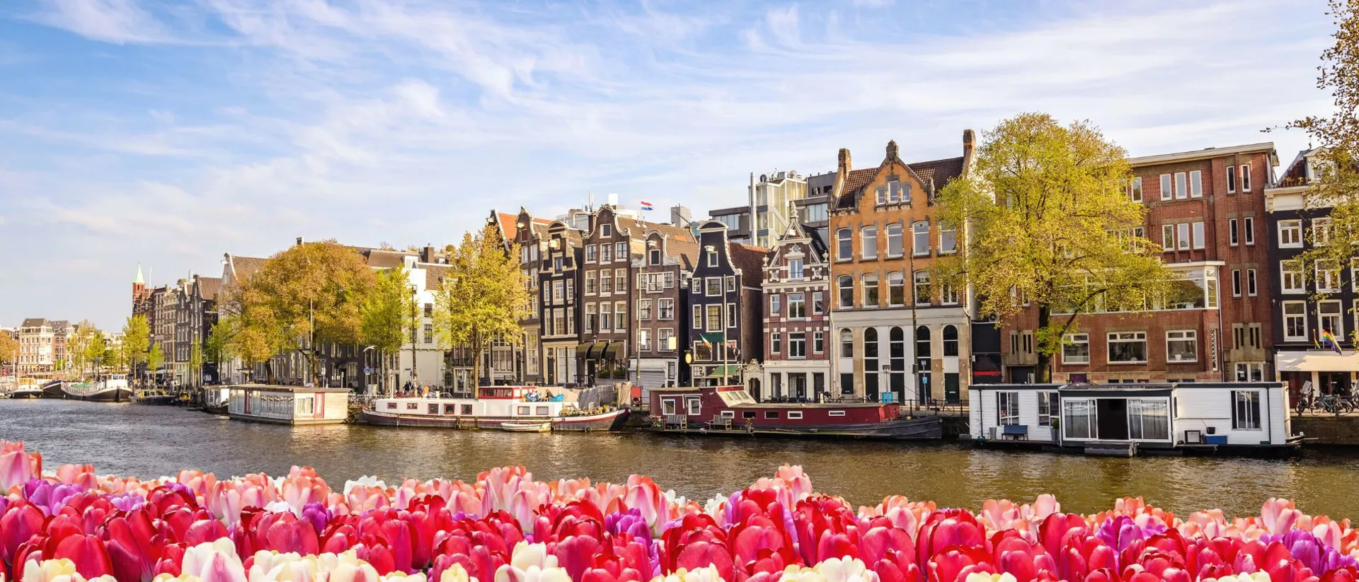 Amsterdam city skyline at canal waterfront with spring tulip flowers in Netherlands