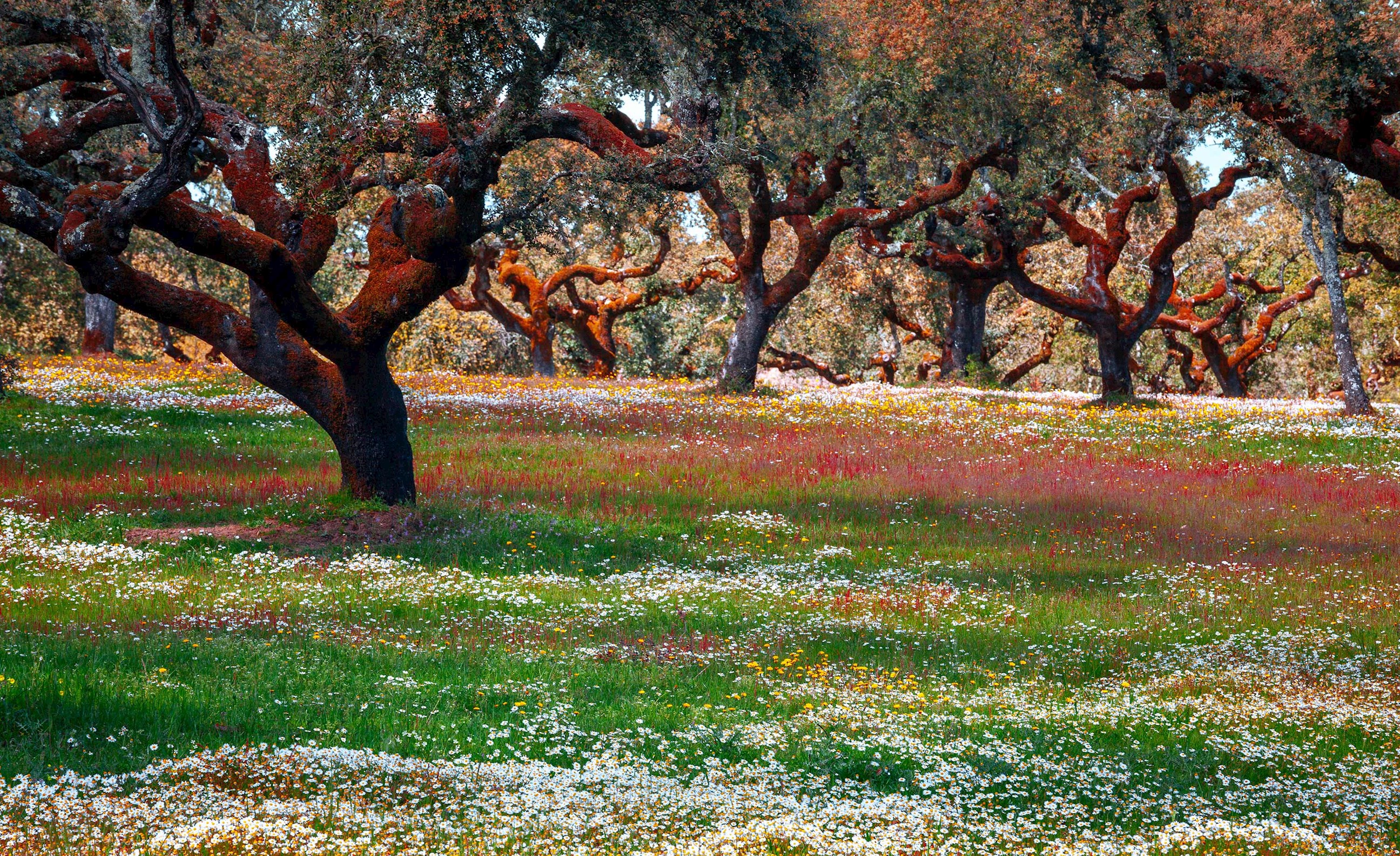 Cork Trees Alentejo Portugal 1