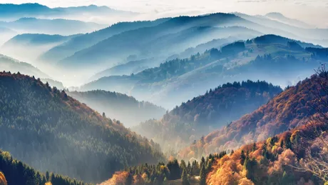 The misty Black Forest in Germany