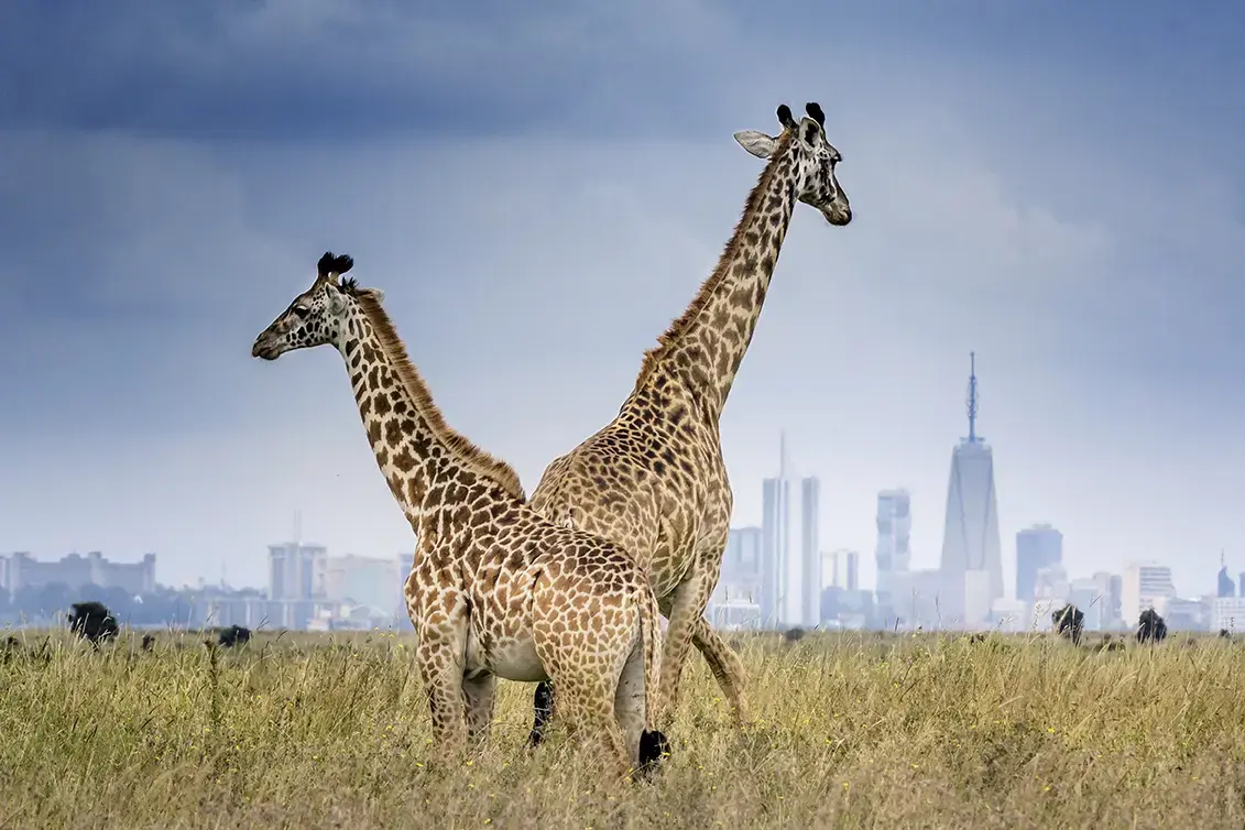 nairobi-national-park-kenya-gettyimages-1334666976.webp