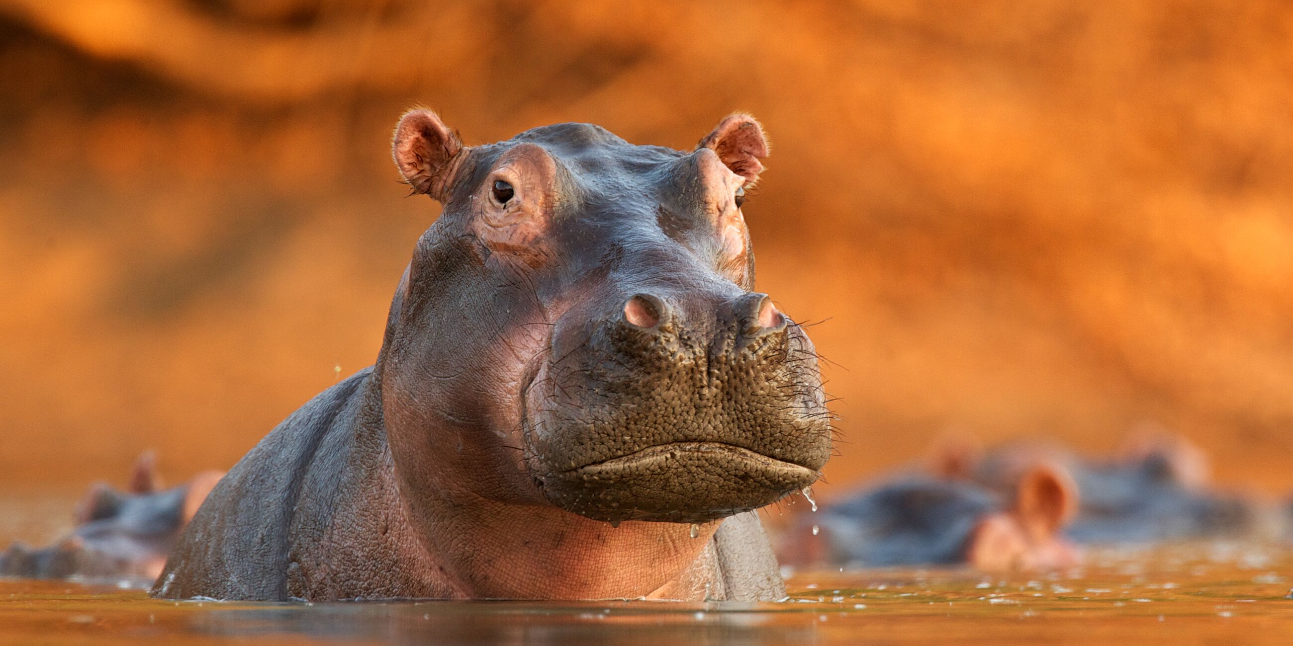 Young Hippopotamus Rising From Lake
