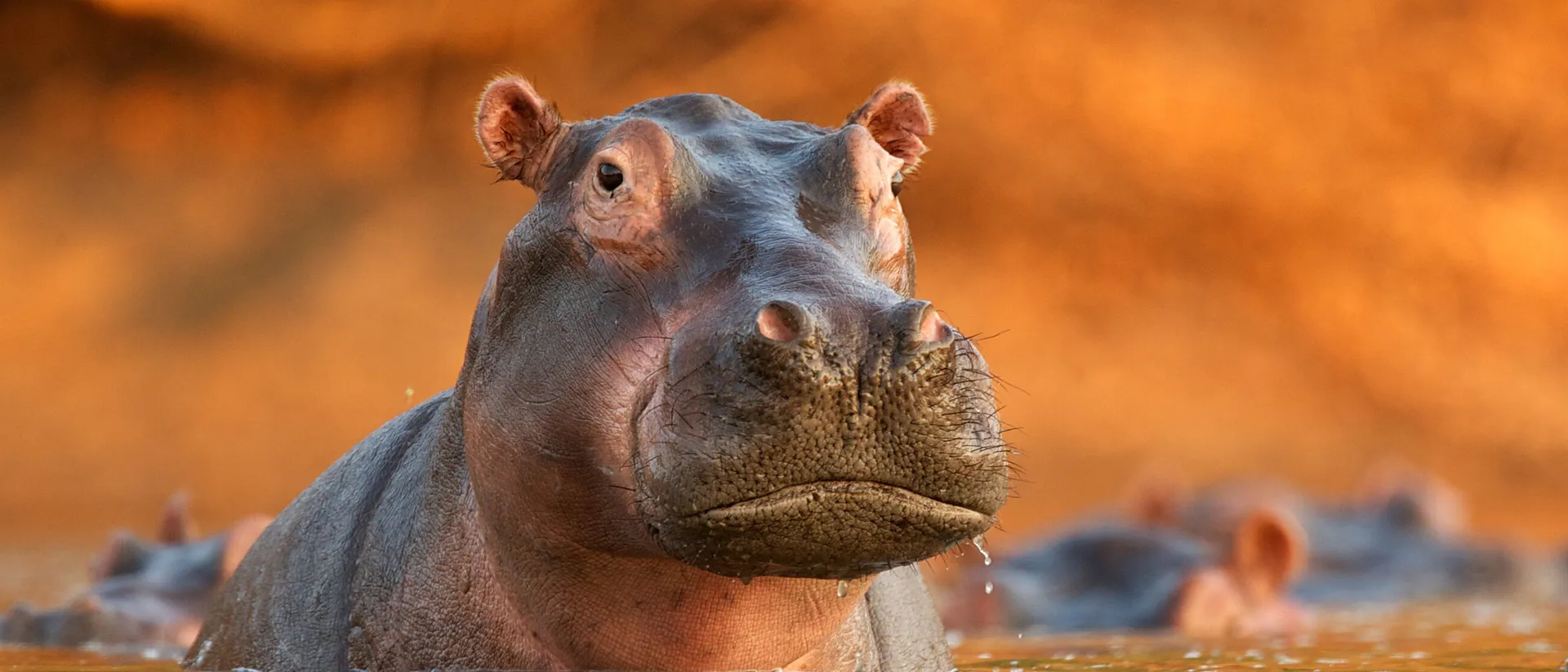 Young Hippopotamus Rising From Lake