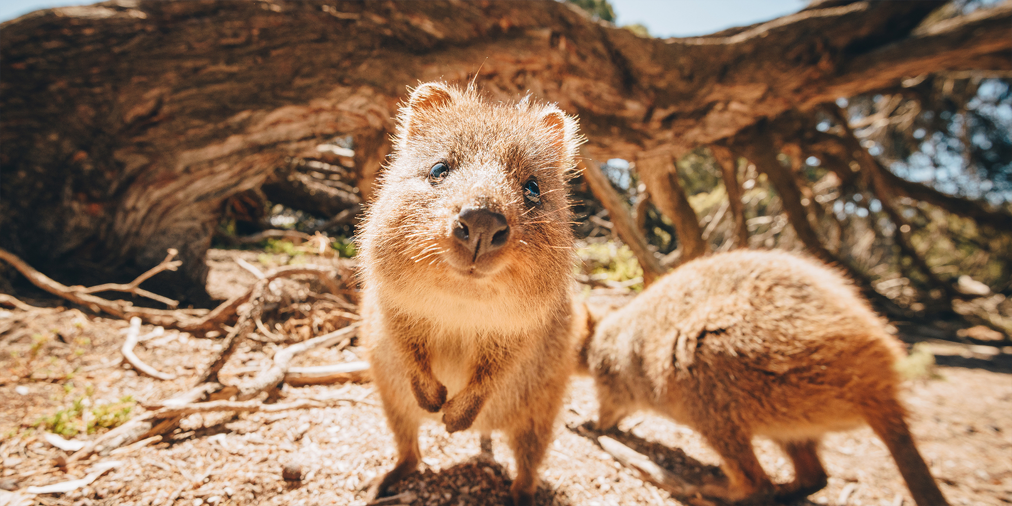Rottnest Island Quokkas, Australia