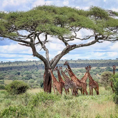 African Safari Adventure Guided Tour