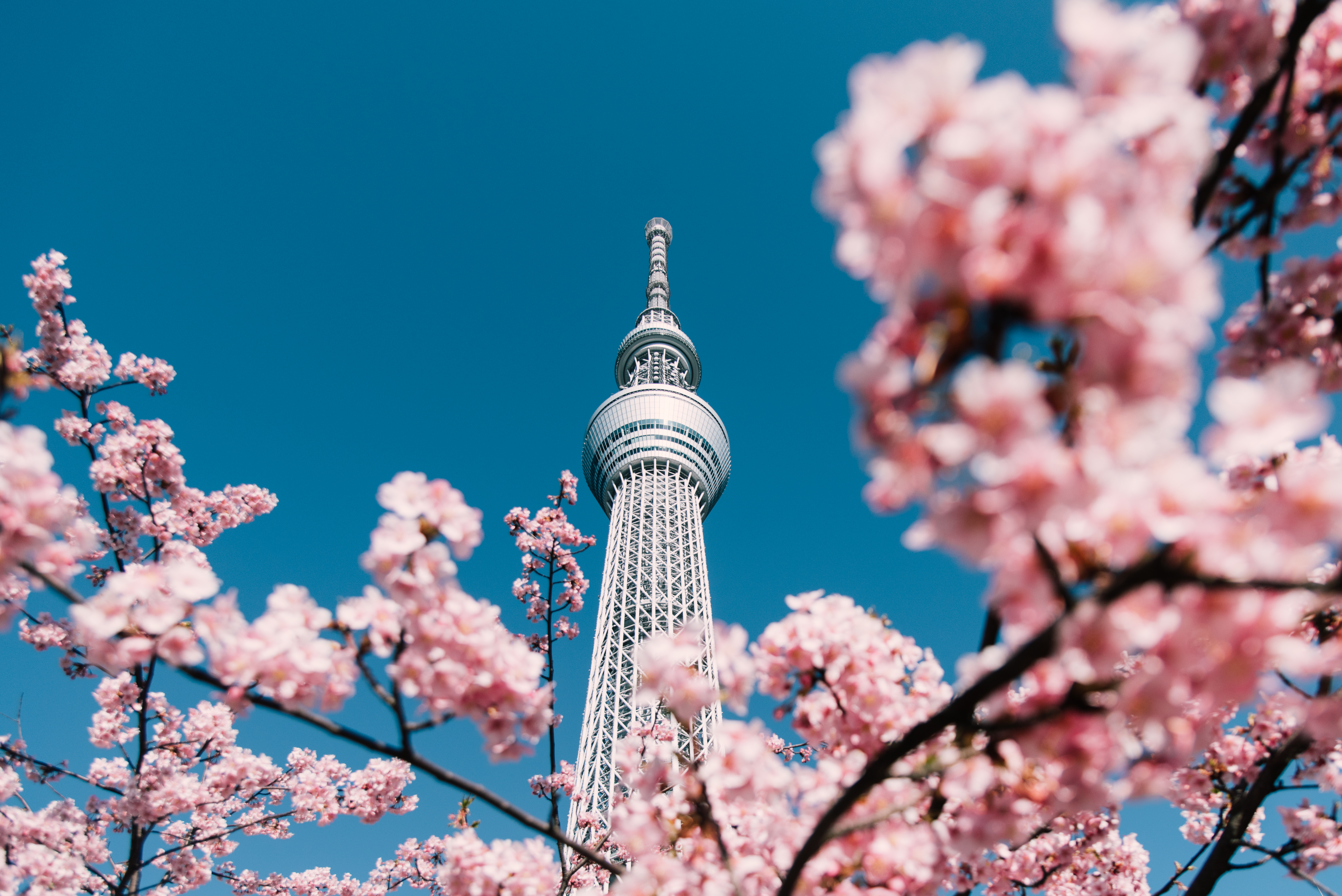 Cherry Blossom And Sakura With Tokyo Sky Tree In Japan 1039164368