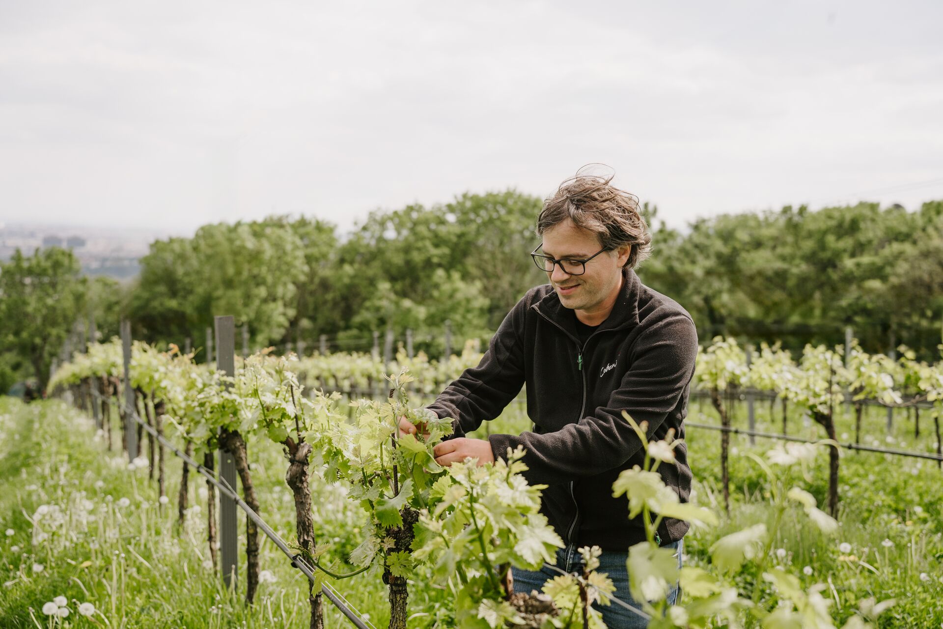 Large TUA Vienna Cobenzl Winery MTM Host 2