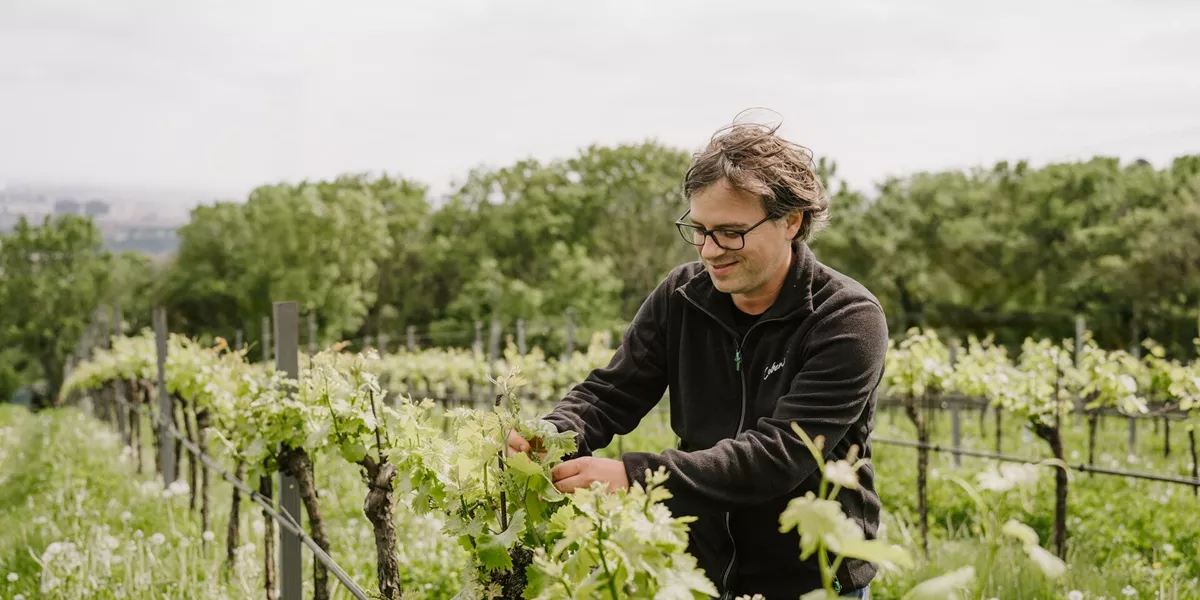 Large TUA Vienna Cobenzl Winery MTM Host 2