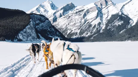 Sled dogs team walking in snow