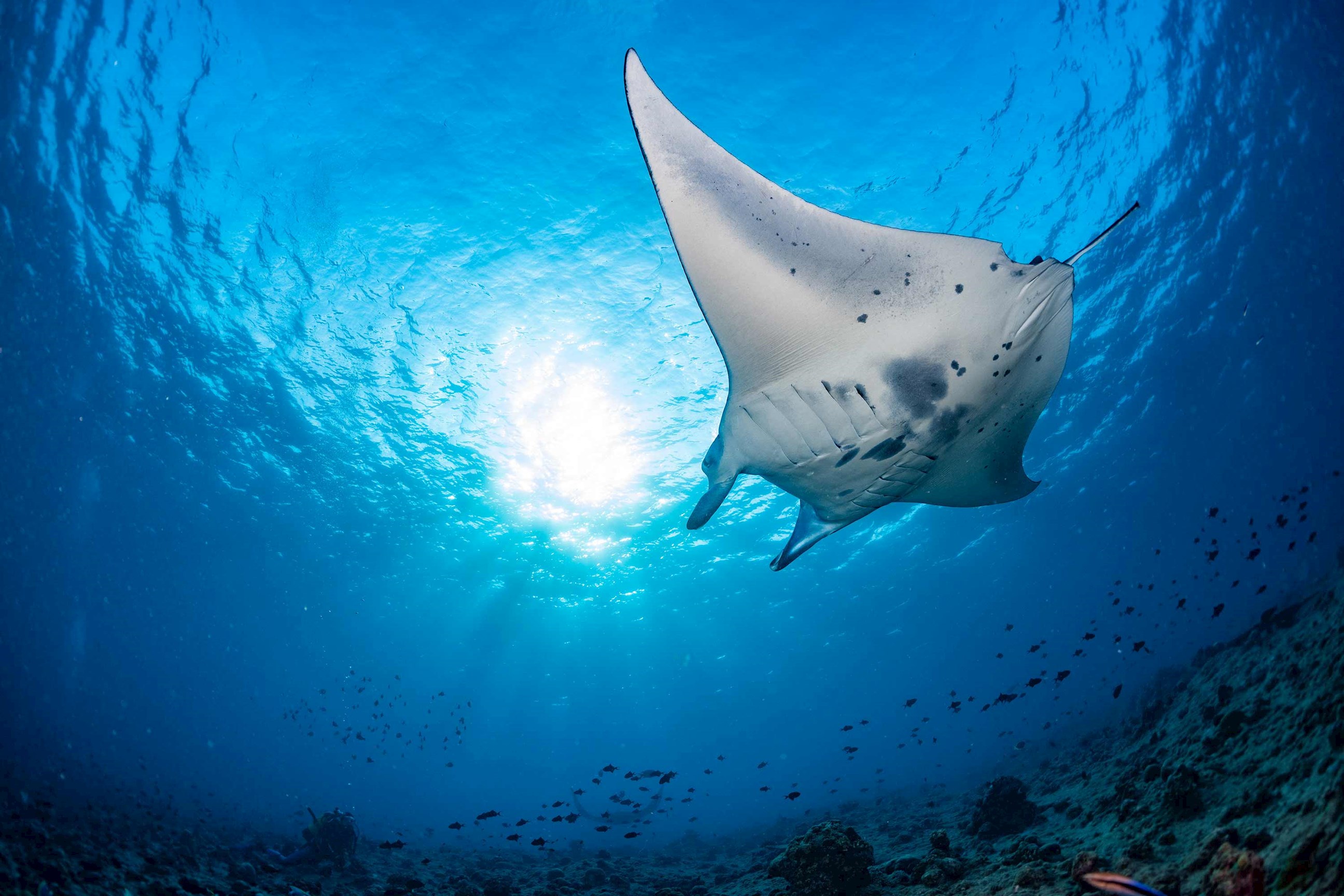 snorkel-manta-rays-night-warm-waters-pacific-ocean-hawaii-usa.jpg