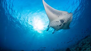 snorkel-manta-rays-night-warm-waters-pacific-ocean-hawaii-usa.jpg