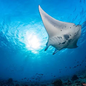 snorkel-manta-rays-night-warm-waters-pacific-ocean-hawaii-usa.jpg