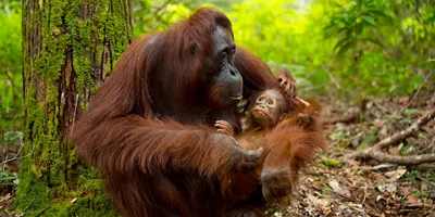 Beautiful Mother and Baby Orangutan in Borneo, Malaysia