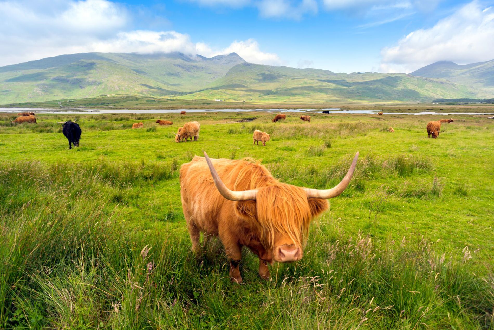 Cattle eating grass on mountain meadow in Highlands, Scotland