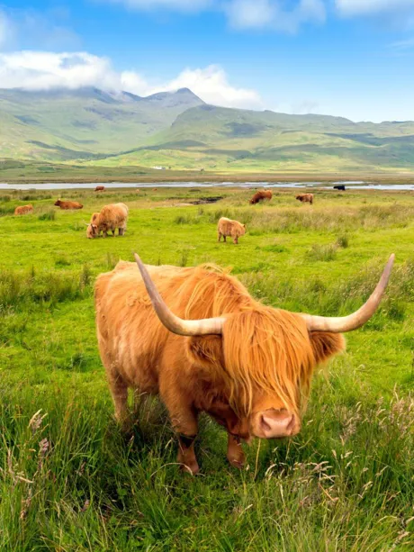 Cattle eating grass on mountain meadow in Highlands, Scotland
